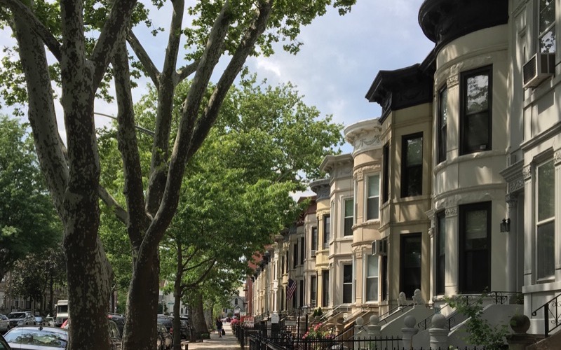 Row houses with round bay fronts along a sycamore-lined street in Bay Ridge, Brooklyn